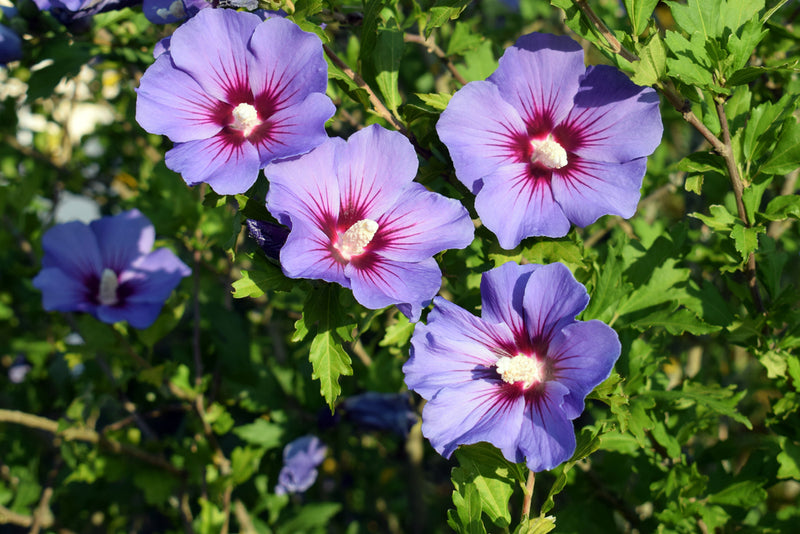 Hibiscus (Hibiscus syriacus)