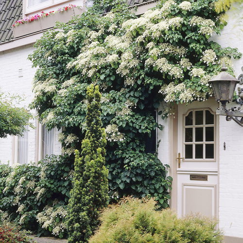 Hortensia Grimpant (Hydrangea Petiolaris)