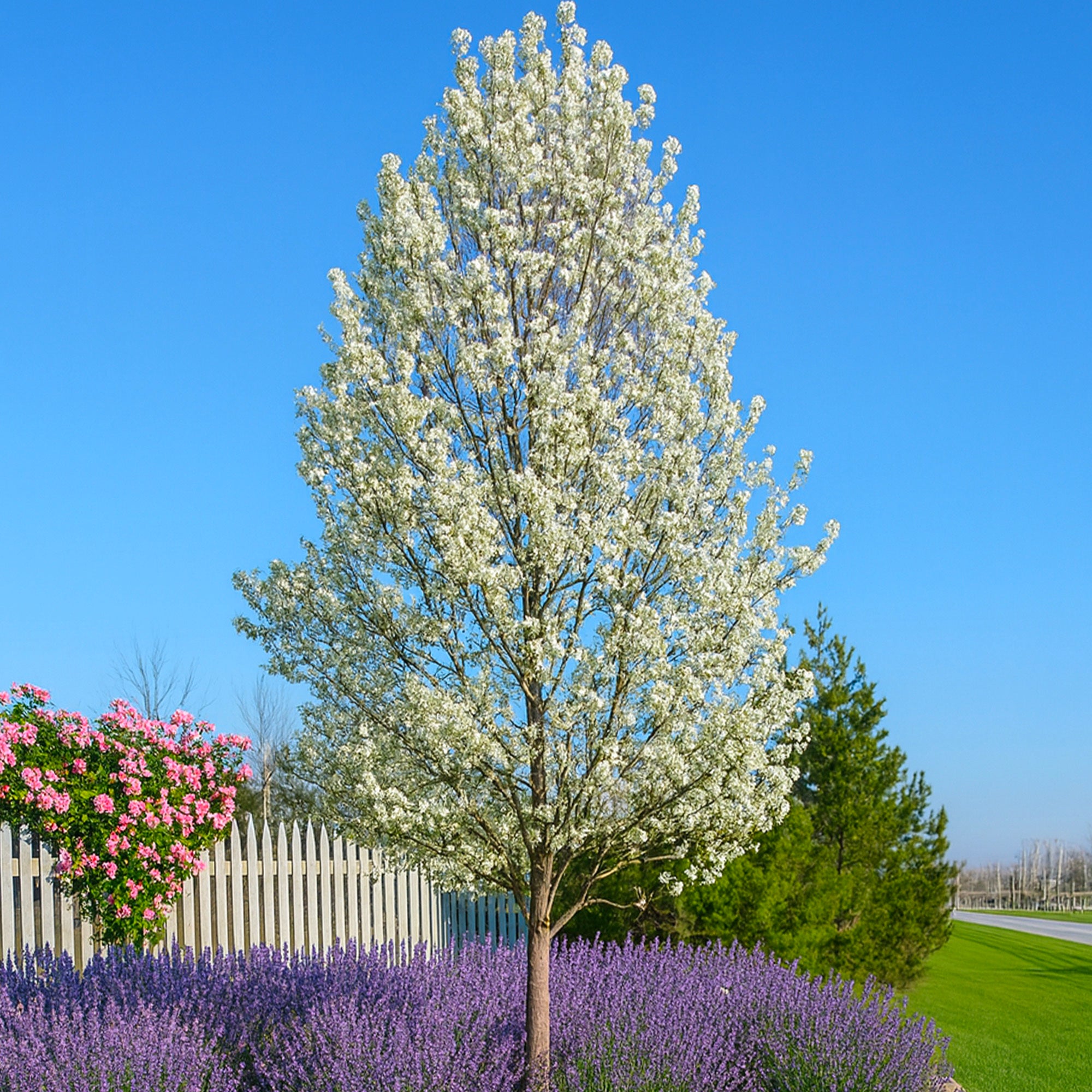 Poirier à fleurs (Pyrus Calleryana Chanticleer) Achat en ligne — free download