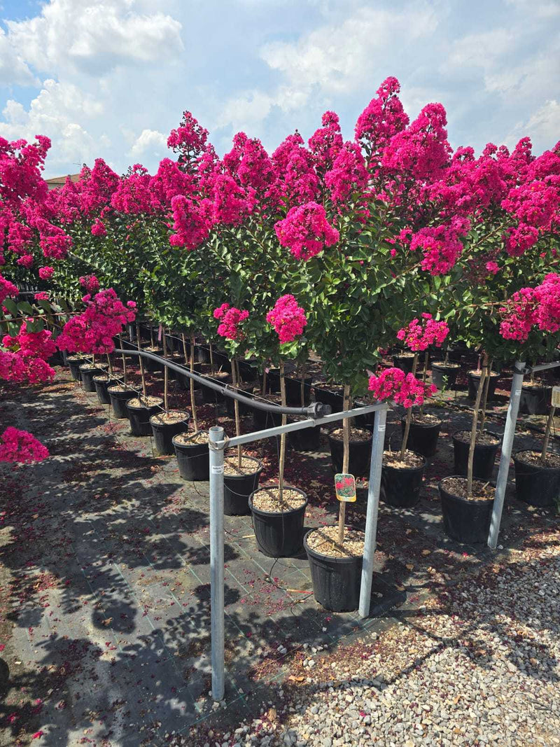 Lilas des indes en Demi-tige (Lagerstroemia)