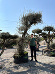 250/300cm n°D3