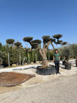 250/300cm n°C1