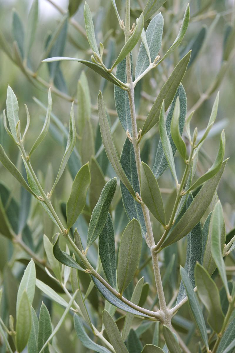 Olivier (Olea Europaea)