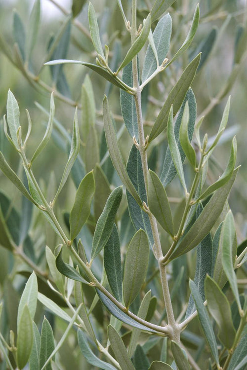 Olivier (Olea Europaea)