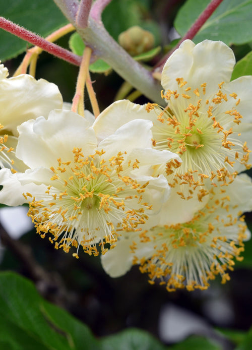 Kiwitier (Actinidia)