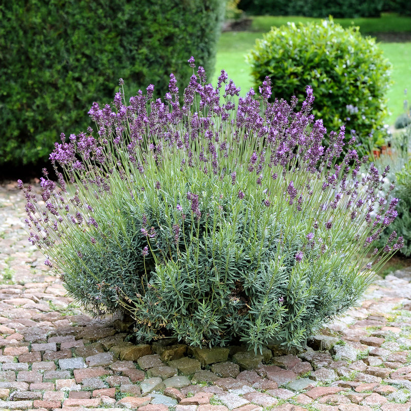 Lavande papillon (Lavandula Stoechas)