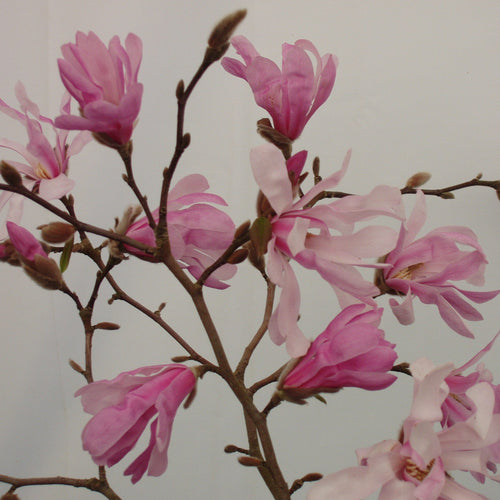 Magnolia à fleurs roses étoilées (Loebneri Leonard Messel)
