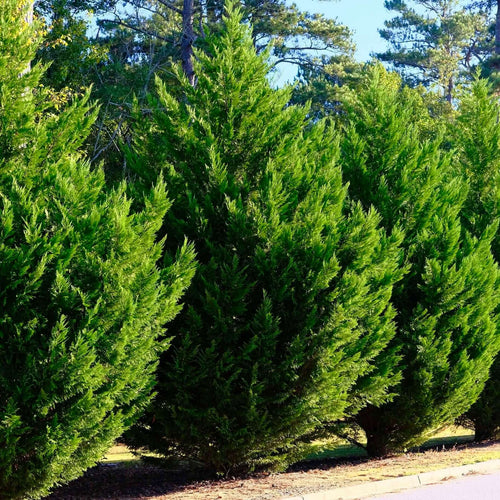 Cyprès Leylandii 2001 (Vito)