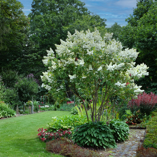 Lilas (Syringa vulgaris)