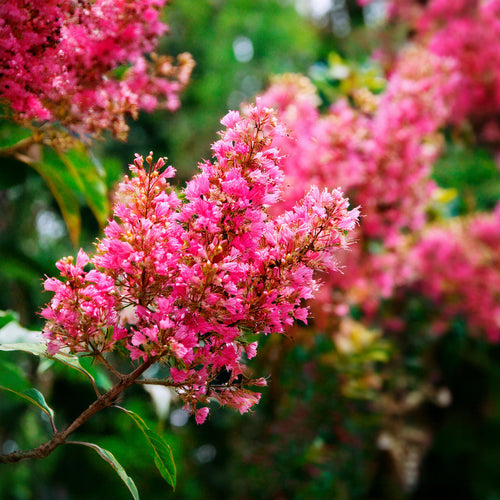 Lilas des indes en touffe (Lagerstroemia)