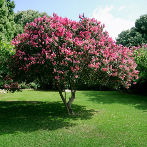 Lilas des indes en touffe (Lagerstroemia)