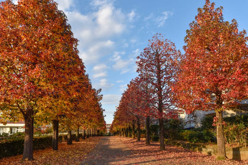 Copalme d'Amérique (Liquidambar Styraciflua)