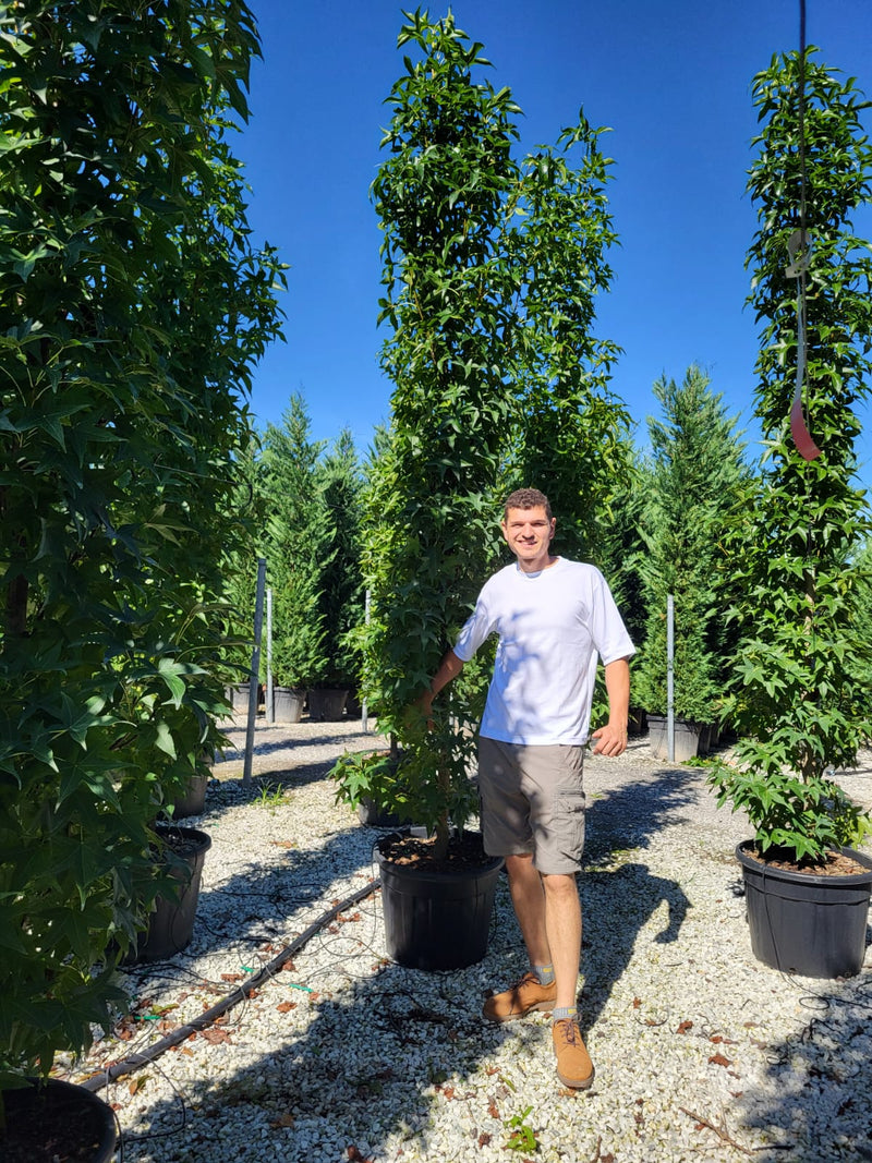 Liquidambar ‘Slender Silhouette’ (fastigié)