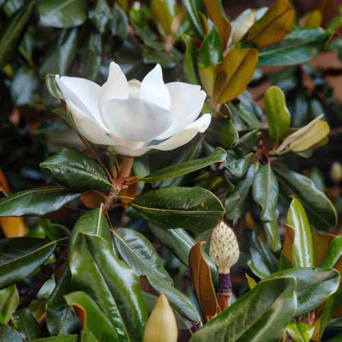 Magnolia Grandiflora Nain