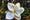 Image to render