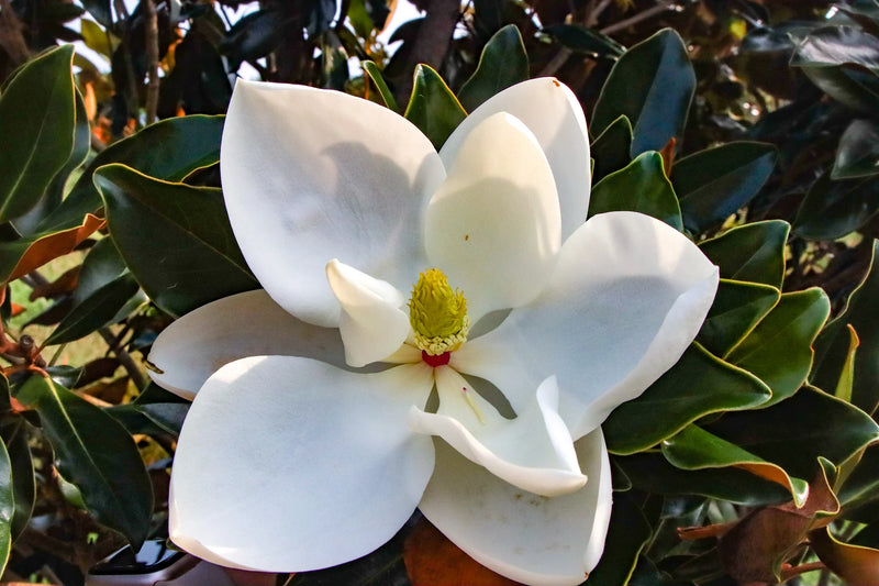 Magnolia Grandiflora Nain "Little Gem"