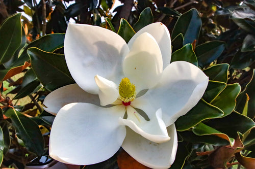 Magnolia Grandiflora Nain