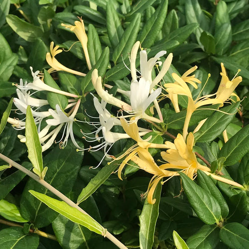 Chèvrefeuille Grimpant (Lonicera)