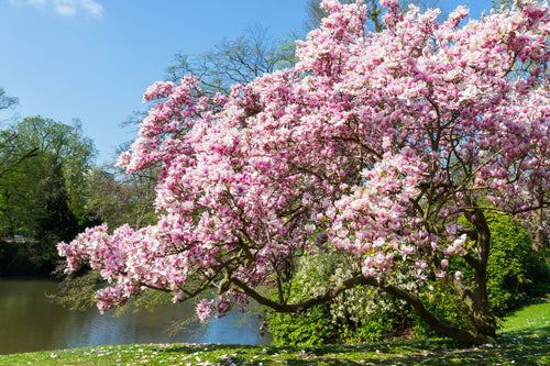 Magnolia de Soulange (Magnolia Soulangeana)
