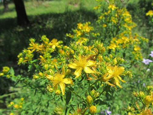 Millepertuis (Hypericum perforatum)