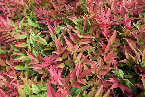Bambou Sacré (Nandina Domestica)