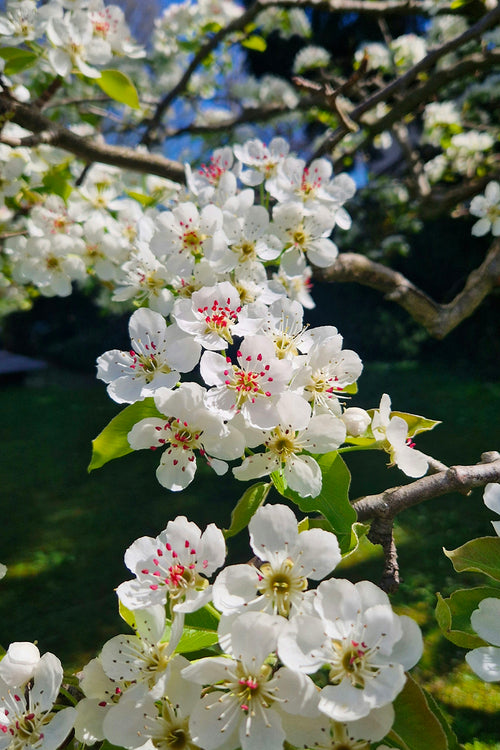 Pommier Japonais