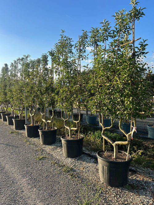 Palissade Pommier 'Golden'