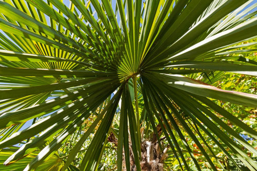 Palmier de Chine (Trachycarpus Fortunei)