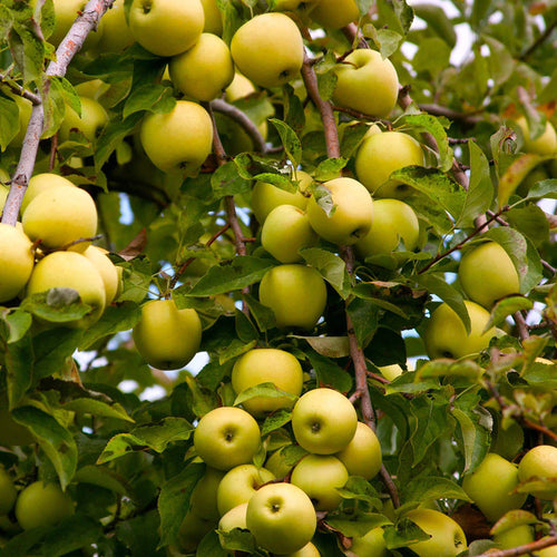 Pommier Golden (Malus domestica Golden Delicious)