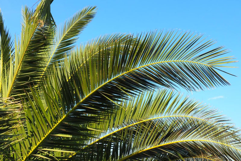 Dattier des Canaries (Palmier Phoenix)