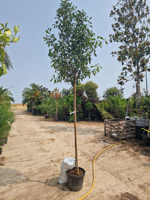 Photinia Red Robin (en Tige)