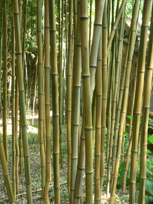 Bambou (Phyllostachys) Aureosulcata Aureocaulis