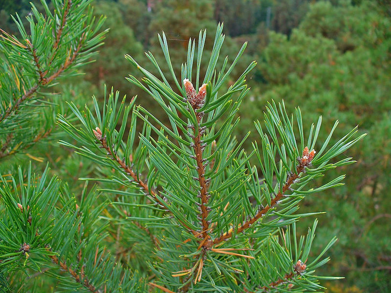 Pin sylvestre en pompoms