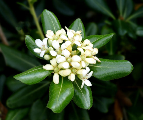 Pittosporum de Chine (Pittosporum Tobira)
