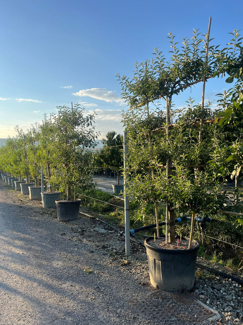 Palissade Pommier 'Jonagold'