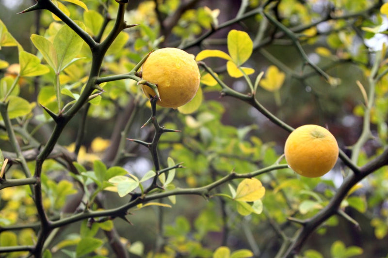Citronnier Épineux (Poncirus trifoliata)