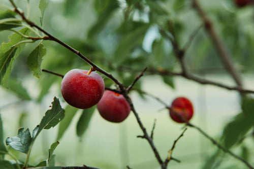 Prunier Stanley (Prunus domestica Stanley)