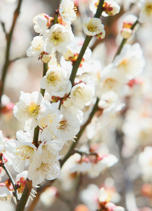 Prunier Mirabelle de Nancy (Prunus x Institiae Mirabelle de Nancy)