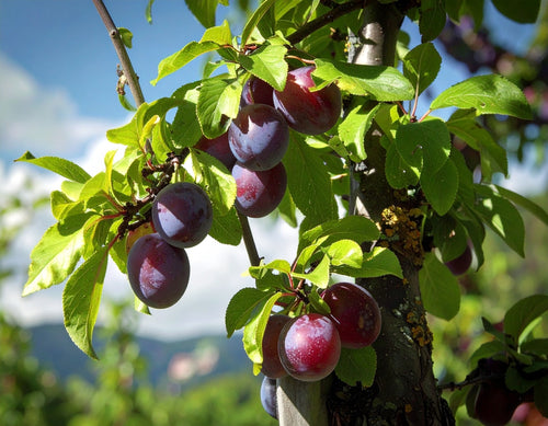 Prunier Quetsche d'Alsace (Prunus domestica Quetsche d'Alsace)