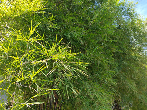 Bambou Metake (Arundinaria Japonica)