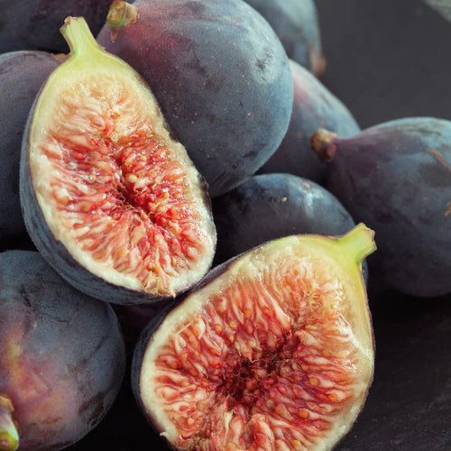 Figuier Grise de Saint-Jean (Ficus carica Grise de Saint Jean)