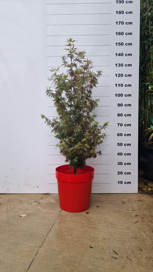 Pot Venezia - 25L
