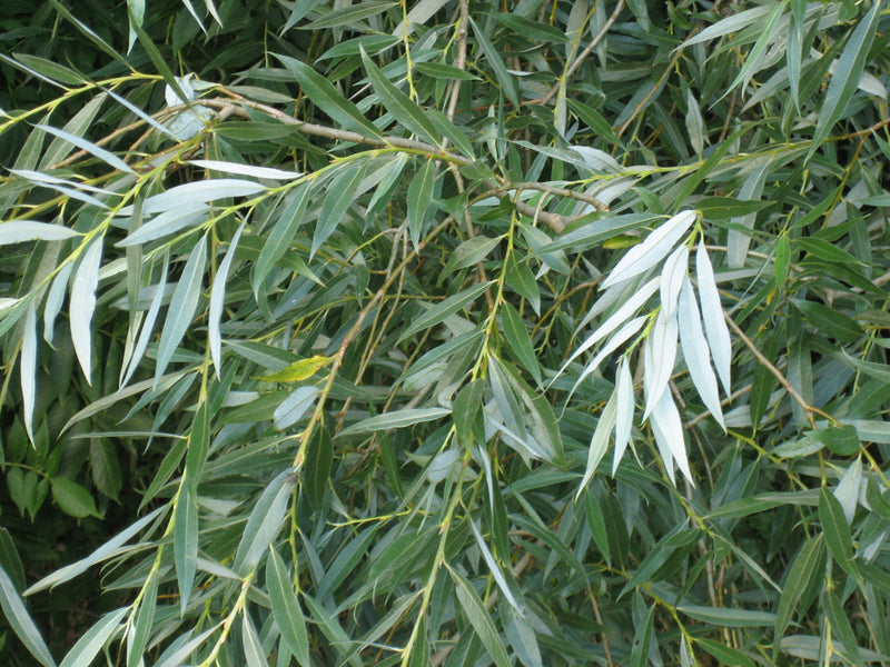 Saule Pleureur (Salix alba Tristis)