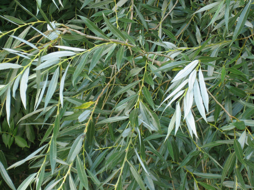 Saule Pleureur (Salix alba Tristis)