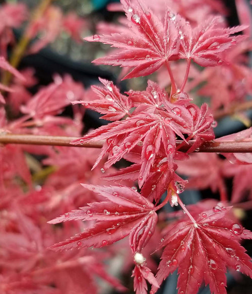 Acer Palmatum Deshojo