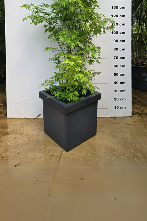 Pot Firenze - 85L