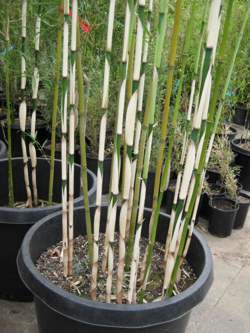 Fargesia Robusta Campbell