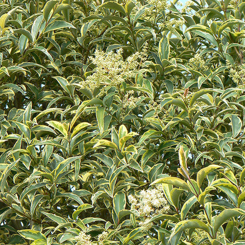 Troène du Japon Panaché (Ligustrum Japonicum 'Excelsum Superbum')