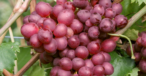 Vigne de table rose