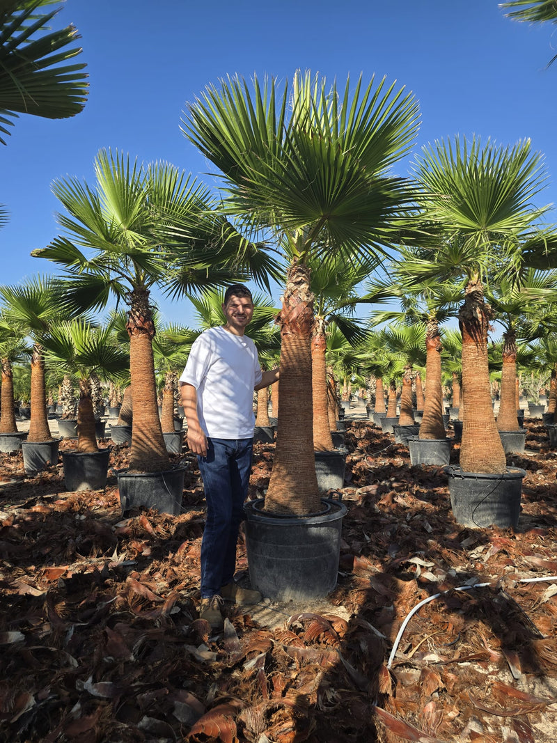 Washingtonia “tronc rasé”